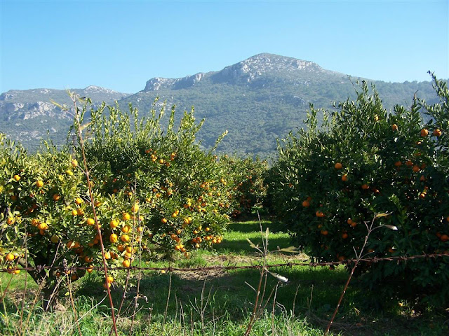 Mandalina bahçeleri