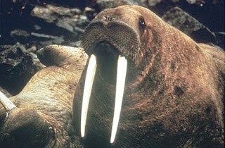 walrus