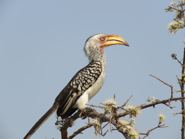 Kruger National Park Southern yellow-billed hornbill