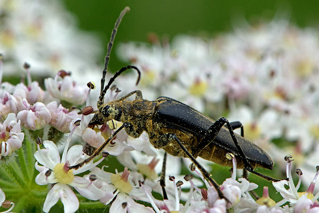 Stenocorus meridianus the Variable Longhorn