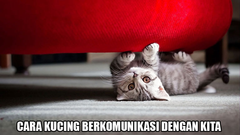 Cara Kucing  Berkomunikasi Dengan Kita Endi Suwitno Blog