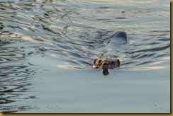 North American Beaver North American Beaver