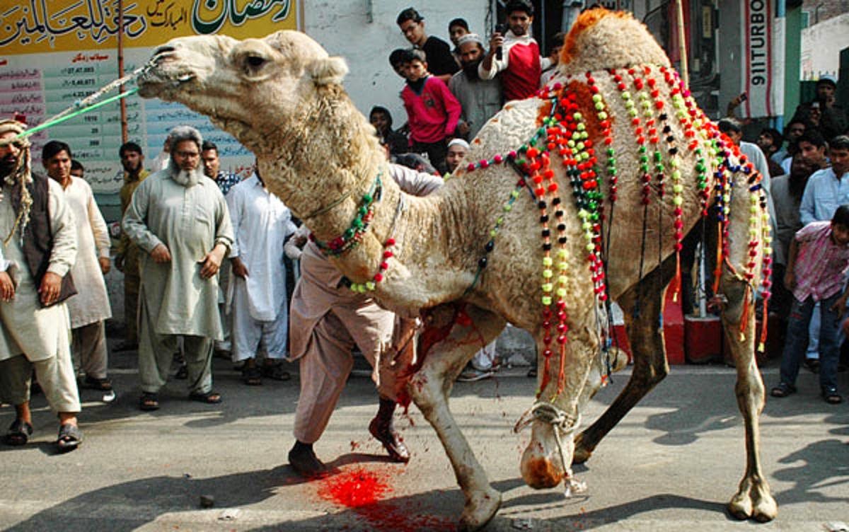 Free Download HD Wallpapers: Bakra Eid Camel Qurbani Free 