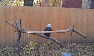 Eagle at the Tracy Aviary