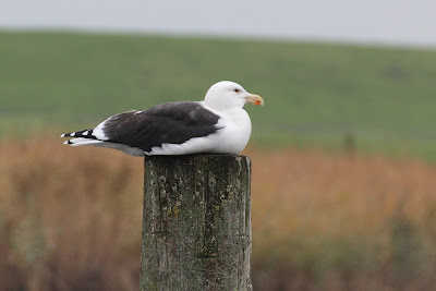 Grutte Sjouwerman - Grote Mantelmeeuw - Larus marinus