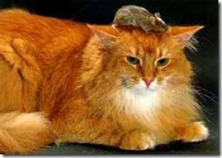 Katt08