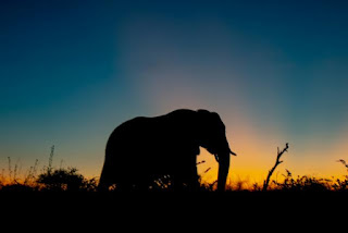 7 Priceless Life Lessons from Elephants for Your Self-Improvement
