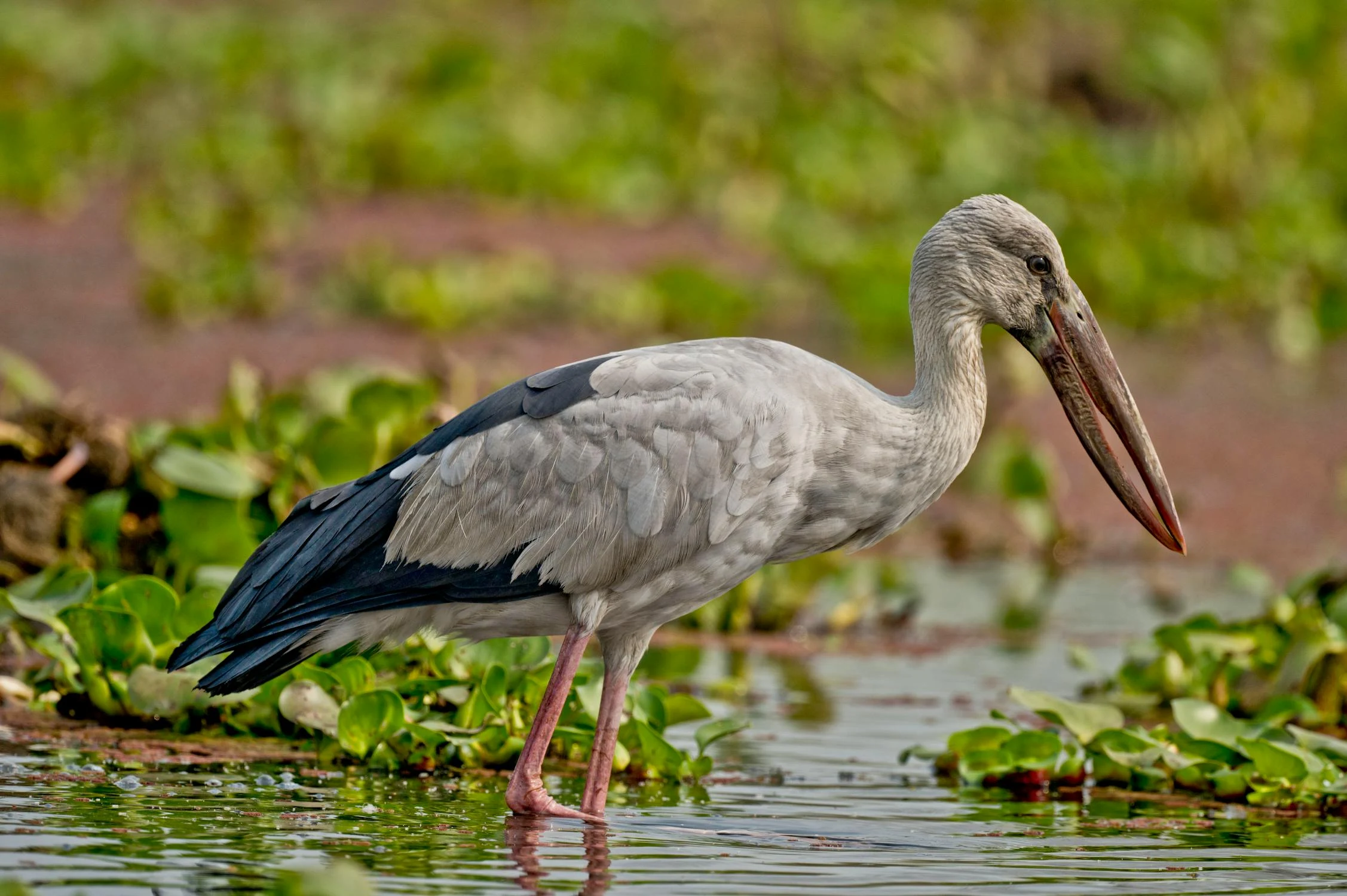 A white and gray Asian openbill bird standing in shallow water.