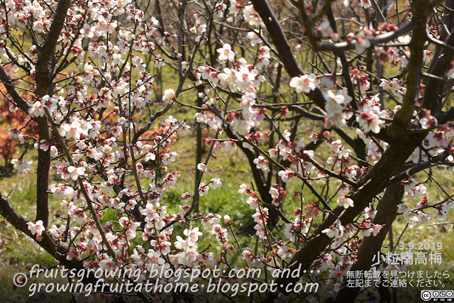 小粒南高梅の開花 梅の栽培