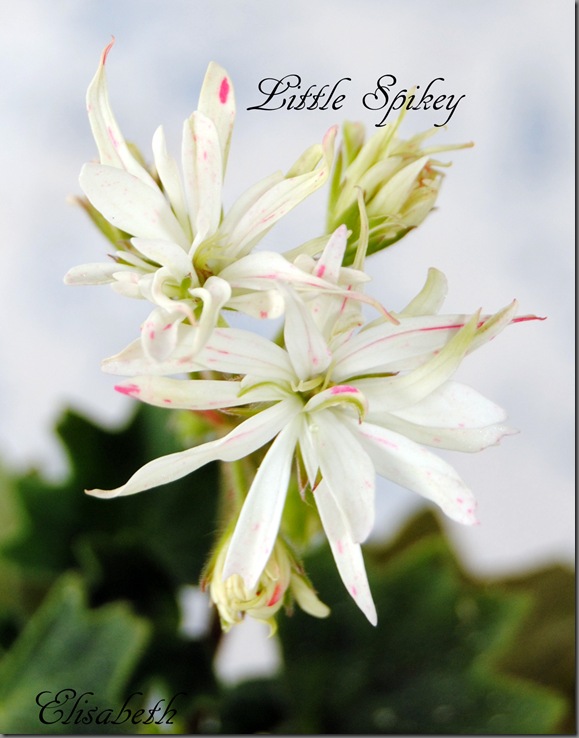pelargonier i juni 2012 045