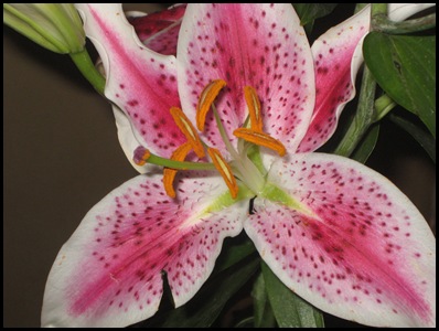 lilies3