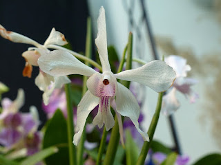 Vanda falcata x Papilionanthe teres