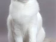 Kucing Ragdoll, Kucing Cantik Dan Imut Memiliki Sejarah Loh