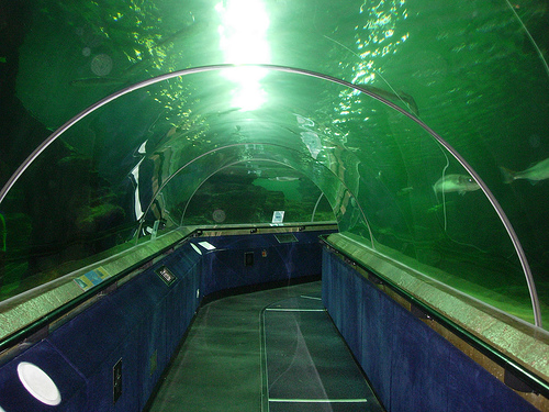 21+ Deep Blue Sea Tunnels, Untuk Mempercantik Hunian