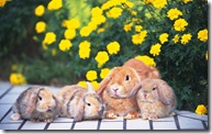 rabbit 15 1440x900 wallpaper[2]