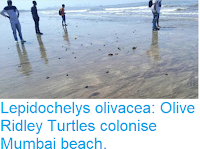 https://sciencythoughts.blogspot.com/2018/03/lepidochelys-olivacea-olive-ridley.html