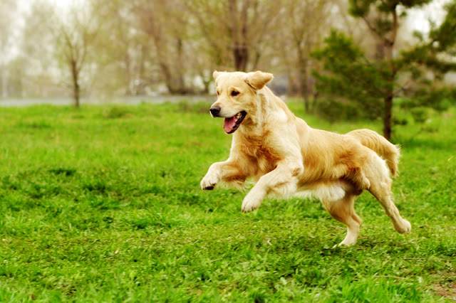 What dog trainers can learn from the best fiction. Dog training begins 'in media res', in the middle of things. Illustrated by a Golden Retriever mid-play.