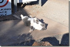 peters cat