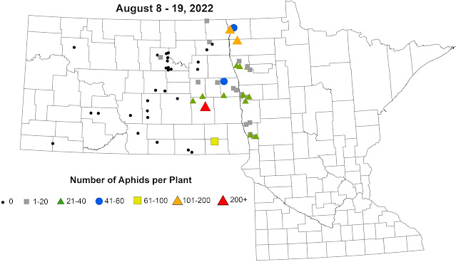 Figure 3. Soybean aphid severity, or the number of soybean aphids per plant.