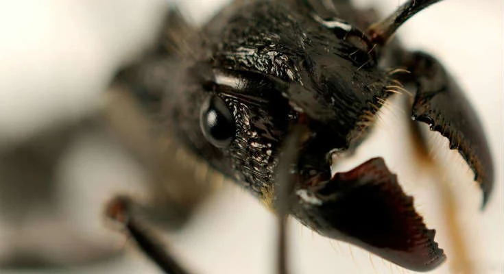 Άνδρας δοκιμάζει το πιο επώδυνο τσίμπημα (μυρμήγκι «σφαίρα») στον κόσμο [Βίντεο]