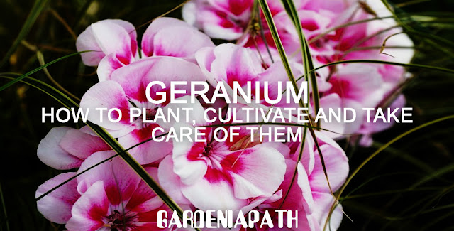 Geranium How to Plant, Cultivate And Take Care Of Them