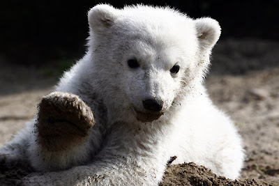 Knut- Polar bear Berlin Zoo