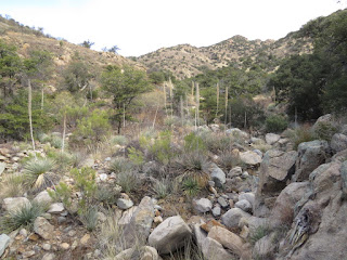 Montosa Canyon habitat