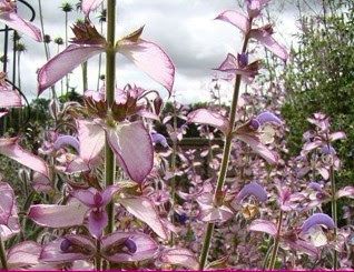 快樂鼠尾草, Salvia sclarea,芳療,精油保健,精油百科,精油基調