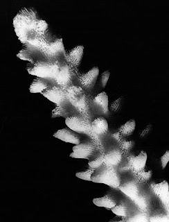 kerangka kapur karang Acropora Cervicornis