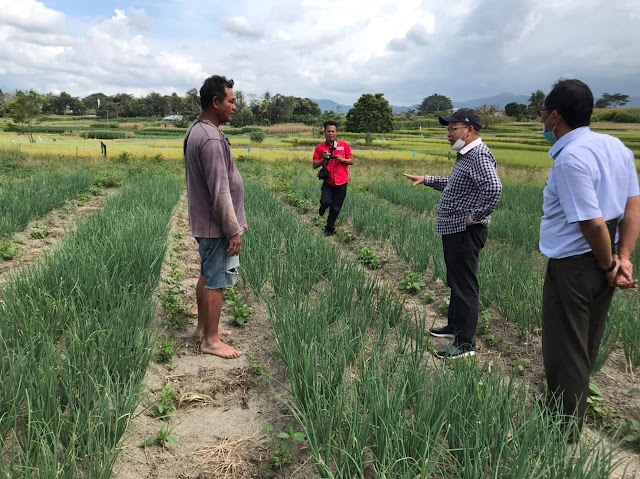 Petani Cabai dan Bawang Merah Diimbau Waspadai Curah Hujan Tinggi 