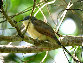 Cuclillo de las islas Cocos: Coccyzus ferrugineus