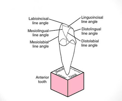 Tooth surface| Line Angles & Point Angles