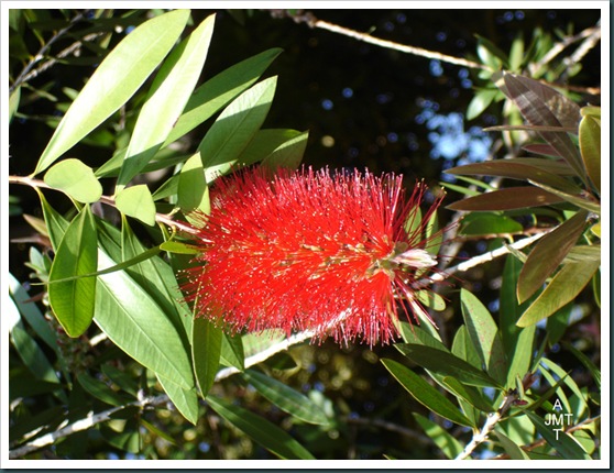 DSC05309W1-callistemon-citrinus (goupillon, rince bouteille) F myrtaceae BW