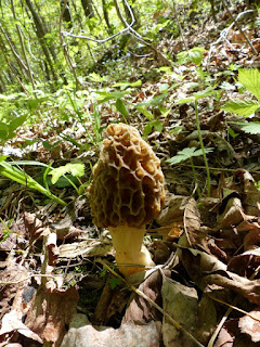 Morchella esculenta - Morille comestible - Morille blonde