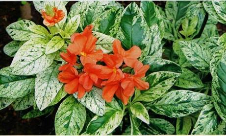 Crossandra jingga variegata