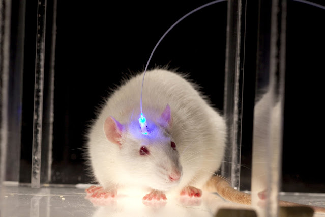 Optogenetics Market