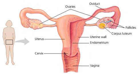 Organ Reproduksi Wanita SMA KLS XI ~ Biologi