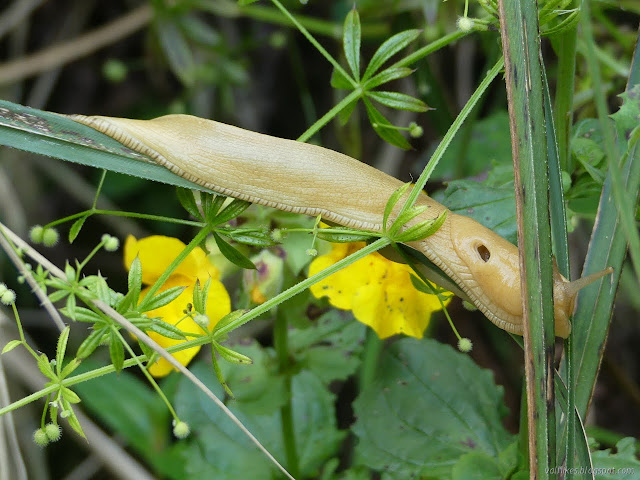 slimmy thing stretched out along invasive leaves