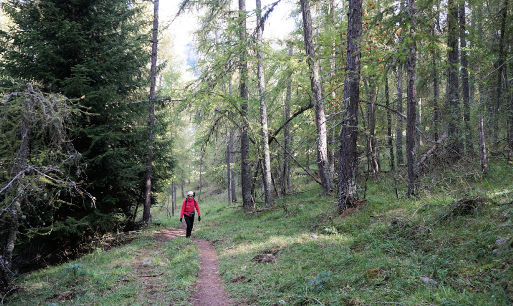 Les Bosquets forest above St-Dalmas