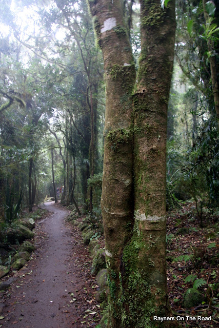 Springbrook National Park