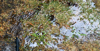 watering the lawn with grey water