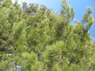 Cemara udang, Cemara laut, australian pine, horsetail tree, casual aquisetifolia - deskripsi casuarina equisetifolia, cemara laut casuarina equisetifolia, casuarina equisetifolia classification, casuarina equisetifolia pdf, casuarina equisetifolia images, sinonim casuarina equisetifolia, perbanyakan casuarina equisetifolia, kategori casuarina equisetifolia - 29 Jenis Tanaman yang Sering Dijadikan Penghias Taman - honaylandscape.blogspot.com