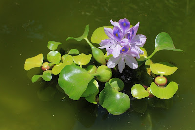 Wasserhyazinthe in Thailand