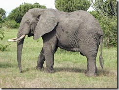 olifant