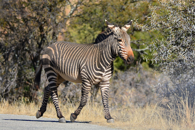 Equus zebra