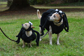 dogs wearing matching spider costumes