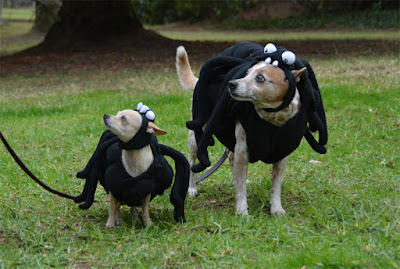 dogs wearing matching spider costumes