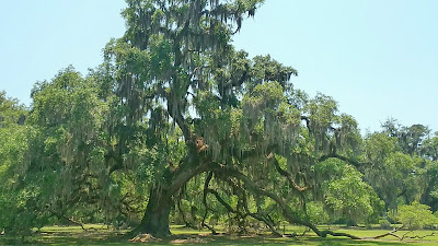 Fontainebleau State Park live oak tree