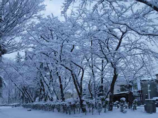 雪の花が咲いた木