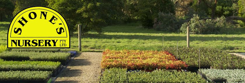 Shone's nursery